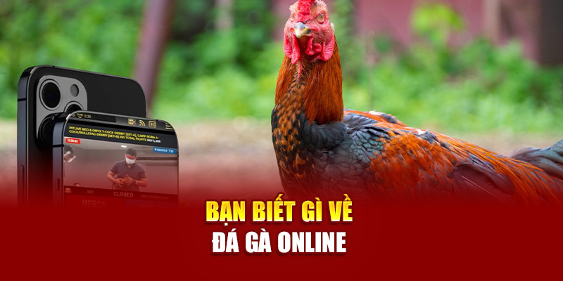 Bạn biết gì về đá gà online
