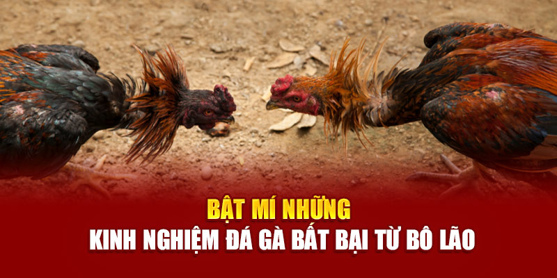 Bật mí những kinh nghiệm đá gà bất bại từ bô lão