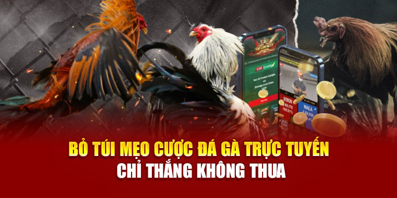 Bỏ túi mẹo cược đá gà trực tuyến chỉ thắng không thua