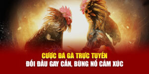 cuoc-da-ga-truc-tuyen-doi-dau-gay-can-bung-no-cam-xuc