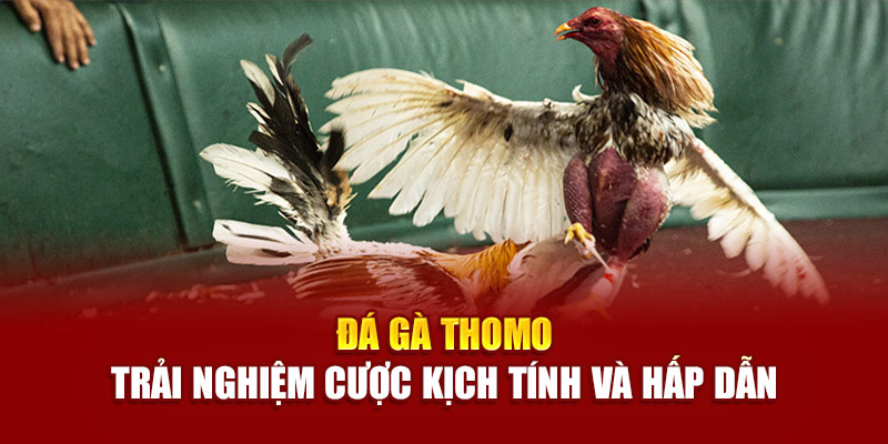 da-ga-thomo-trai-nghiem-cuoc-kich-tinh-va-hap-dan