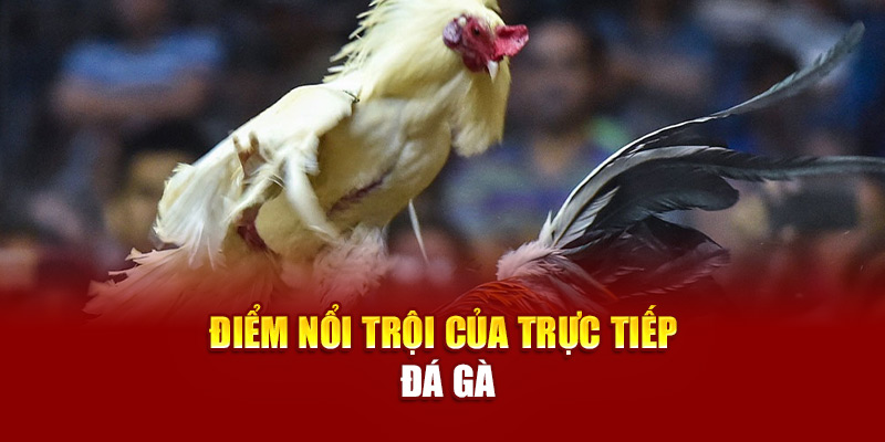 Điểm nổi trội của trực tiếp đá gà
