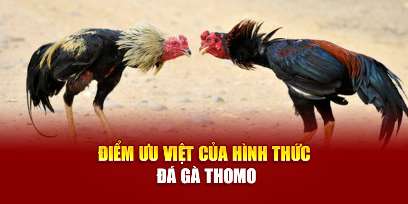Điểm ưu việt của hình thức đá gà Thomo