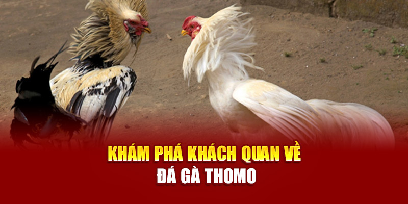 Khám phá khách quan về đá gà Thomo