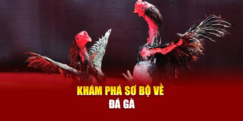 Khám phá sơ bộ về đá gà