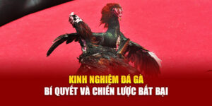 kinh-nghiem-da-ga-bi-quyet-va-chien-luoc-bat-bai