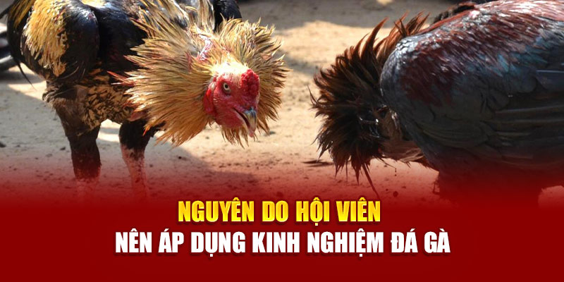 Nguyên do hội viên nên áp dụng kinh nghiệm đá gà