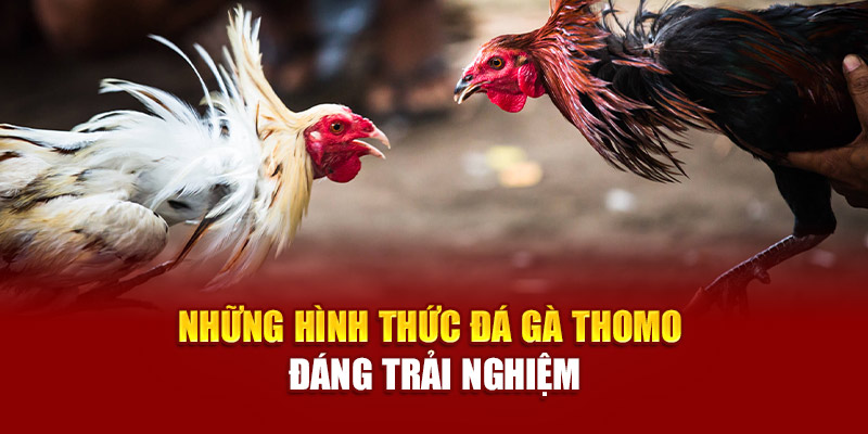 Những hình thức đá gà Thomo đáng trải nghiệm