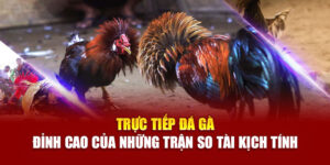 truc-tiep-da-ga-dinh-cao-cua-nhung-tran-so-tai-kich-tinh