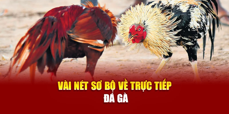 Vài nét sơ bộ về trực tiếp đá gà